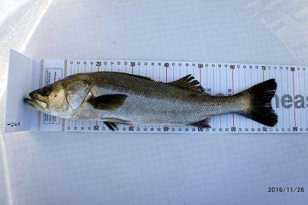 フルコンタクト 釣果