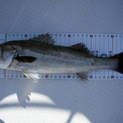 フルコンタクト 釣果