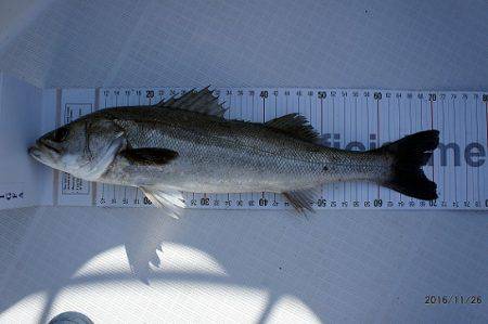 フルコンタクト 釣果