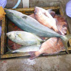 海釣り公園みかた 釣果