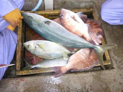 海釣り公園みかた 釣果