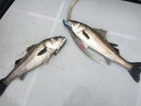 オーシャンマスター 釣果