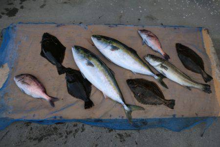 松名瀬フィッシングパーク 釣果