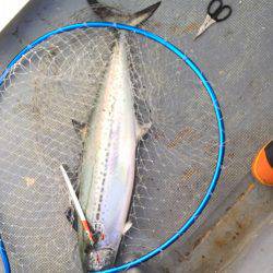 ファイヤードルフィン 釣果