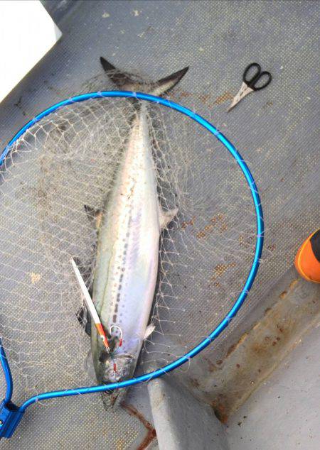 ファイヤードルフィン 釣果