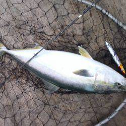 ファイヤードルフィン 釣果