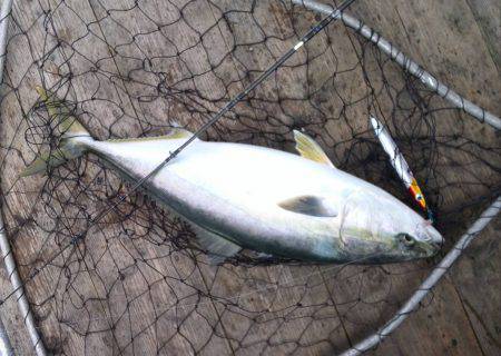 ファイヤードルフィン 釣果