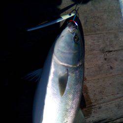 ファイヤードルフィン 釣果