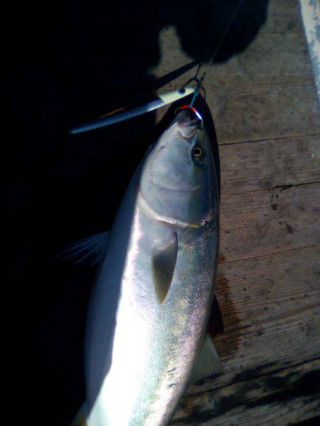 ファイヤードルフィン 釣果