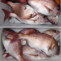 来温丸（らいおんまる） 釣果