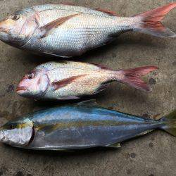 長栄丸(千葉) 釣果