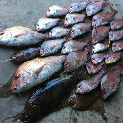 長栄丸(千葉) 釣果