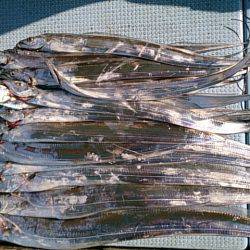 第二常豊丸 釣果