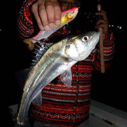 Marine T Design　マリンティーデザイン 釣果