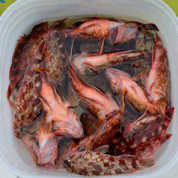 Marine T Design マリンティーデザイン 釣果