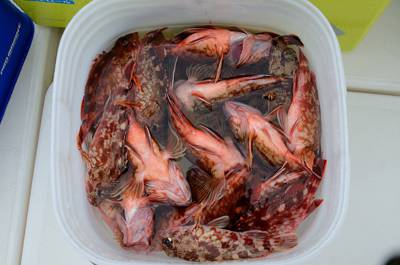 Marine T Design　マリンティ…