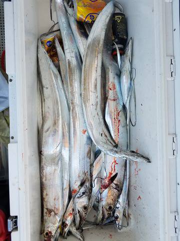 遊漁船　ニライカナイ 釣果