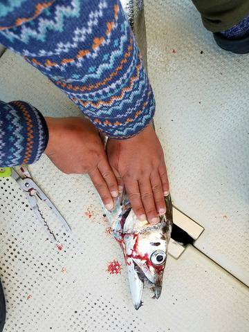 遊漁船　ニライカナイ 釣果