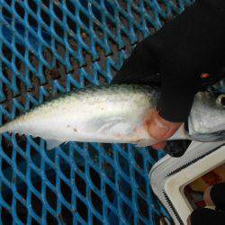 オリジナルメーカー海づり公園(市原市海づり施設) 釣果