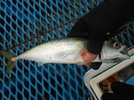 オリジナルメーカー海づり公園(市原市海づり…