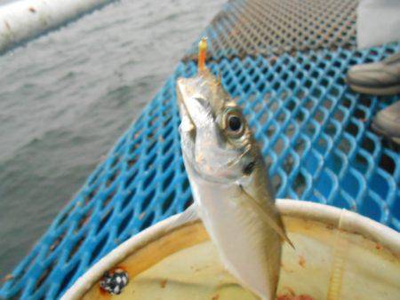 オリジナルメーカー海づり公園(市原市海づり施設) 釣果