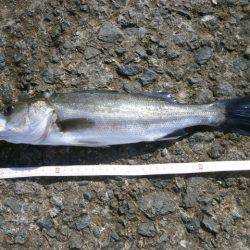 大阪南港海つり公園 釣果