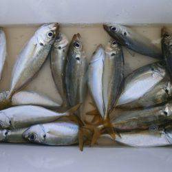 大阪南港海つり公園 釣果