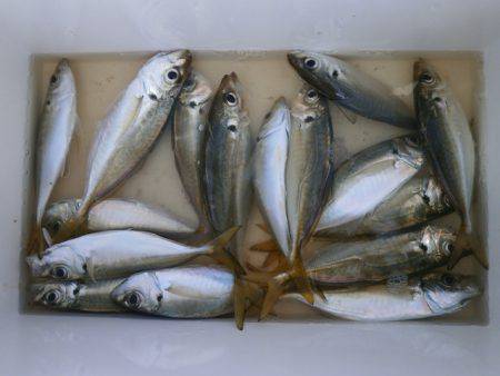 大阪南港海つり公園 釣果