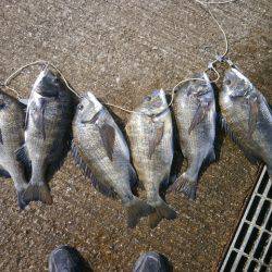 大阪南港海つり公園 釣果