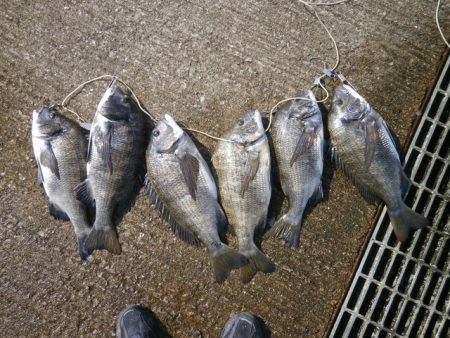 大阪南港海つり公園 釣果