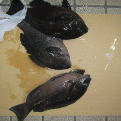 オリジナルメーカー海づり公園(市原市海づり施設) 釣果