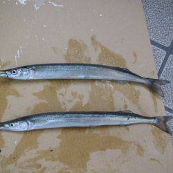 オリジナルメーカー海づり公園(市原市海づり施設) 釣果