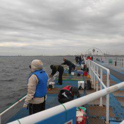 オリジナルメーカー海づり公園(市原市海づり施設) 釣果