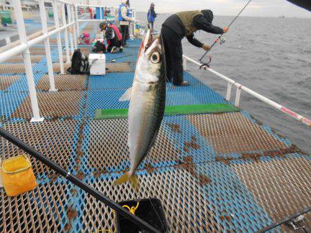 オリジナルメーカー海づり公園(市原市海づり施設) 釣果