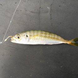 オリジナルメーカー海づり公園(市原市海づり施設) 釣果