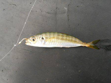 オリジナルメーカー海づり公園(市原市海づり施設) 釣果