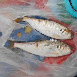 オリジナルメーカー海づり公園(市原市海づり施設) 釣果