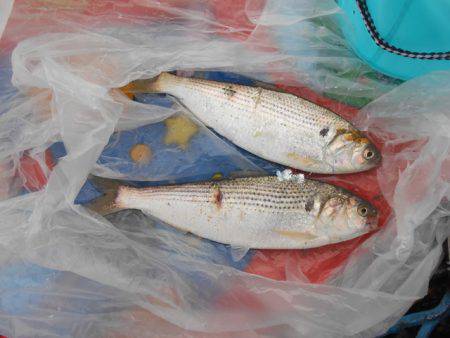 オリジナルメーカー海づり公園(市原市海づり施設) 釣果