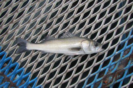 オリジナルメーカー海づり公園(市原市海づり施設) 釣果