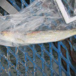 オリジナルメーカー海づり公園(市原市海づり施設) 釣果