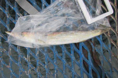 オリジナルメーカー海づり公園(市原市海づり施設) 釣果