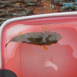 オリジナルメーカー海づり公園(市原市海づり施設) 釣果