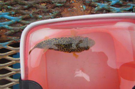 オリジナルメーカー海づり公園(市原市海づり施設) 釣果