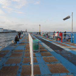 オリジナルメーカー海づり公園(市原市海づり施設) 釣果