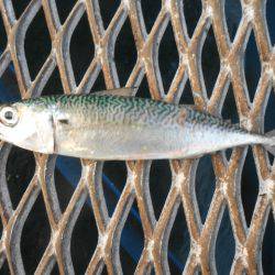 オリジナルメーカー海づり公園(市原市海づり施設) 釣果