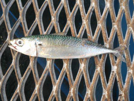 オリジナルメーカー海づり公園(市原市海づり施設) 釣果