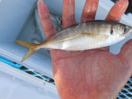 オリジナルメーカー海づり公園(市原市海づり…