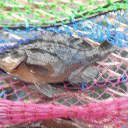 オリジナルメーカー海づり公園(市原市海づり施設) 釣果