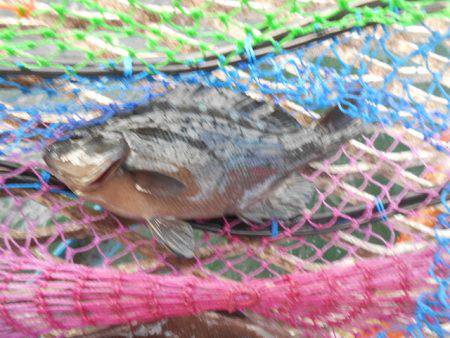 オリジナルメーカー海づり公園(市原市海づり施設) 釣果