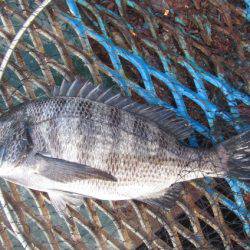 オリジナルメーカー海づり公園(市原市海づり施設) 釣果